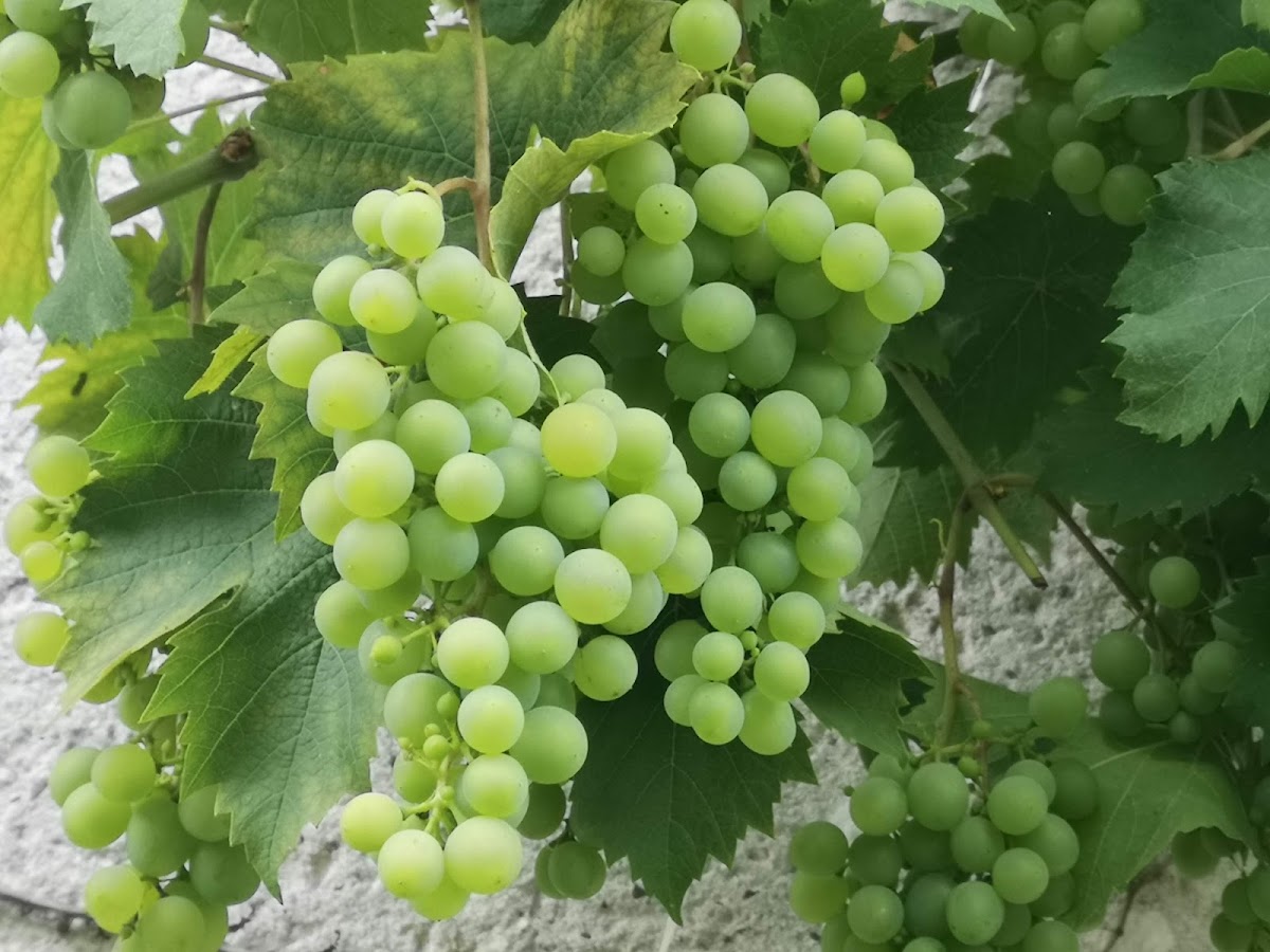 Gaststatte Zum Schwalbennest-7